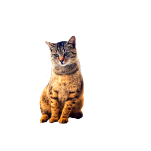 Related cat image: A Beautiful Tabby Cat Sitting Outdoors, Displaying A Calm Demeanor With Blurred Urban Background. 14918